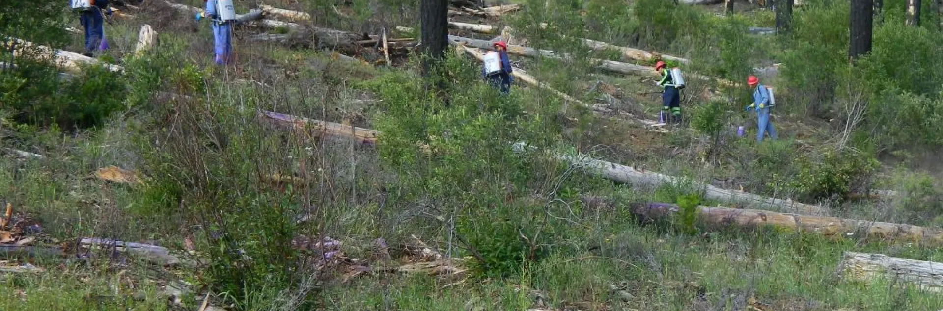 People walk among planted seedlings.