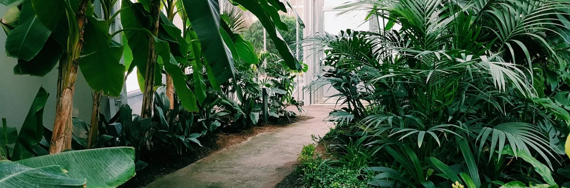 Plant Posthuman plant symbiosis