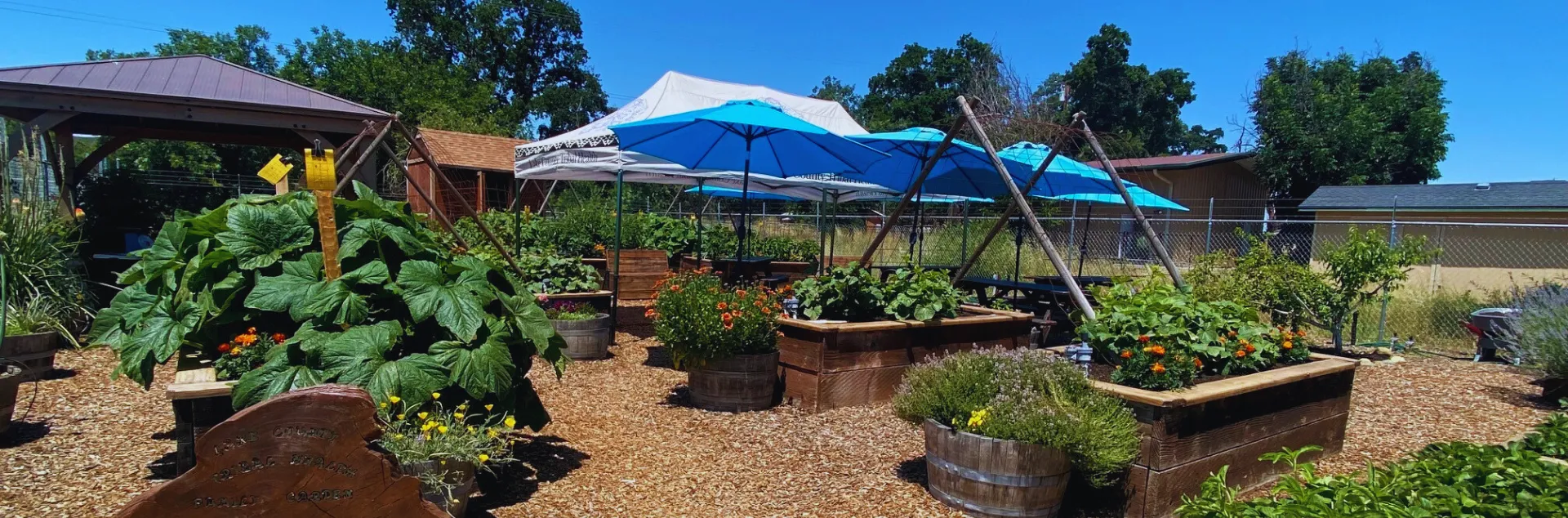 Community garden filled with raised beds and umbrellas