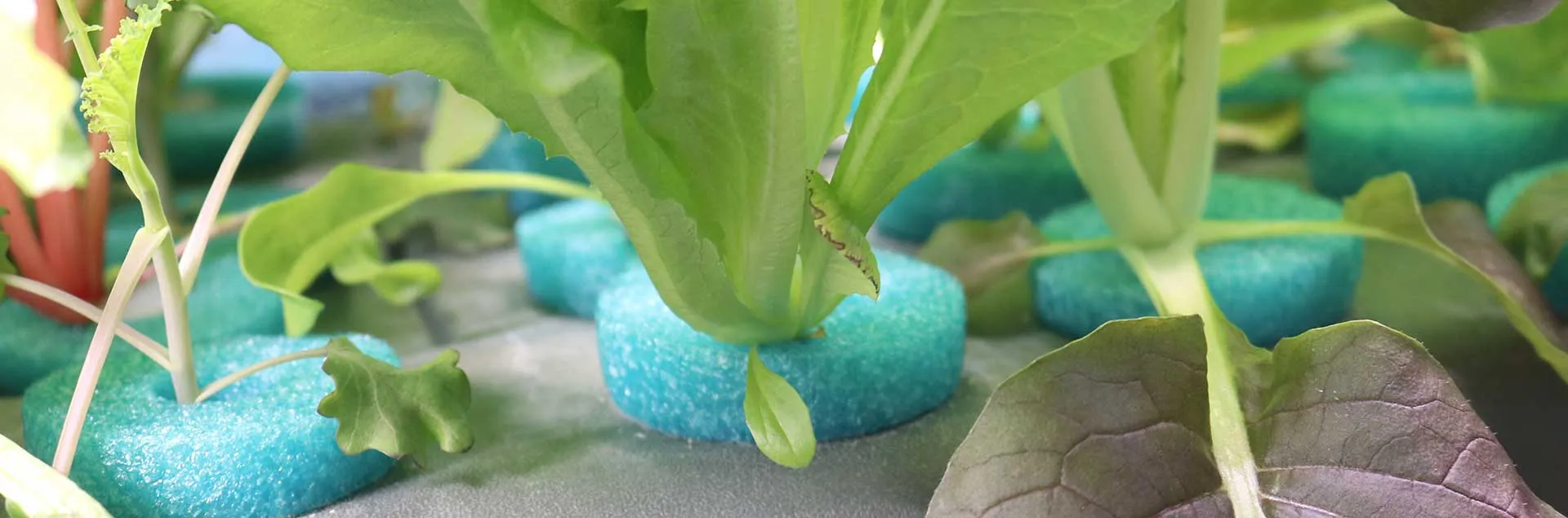 Hydroponics - Corona del Mar