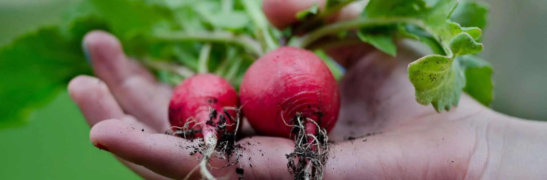 Grow it Now: Warm Season Vegetables - Laguna Beach