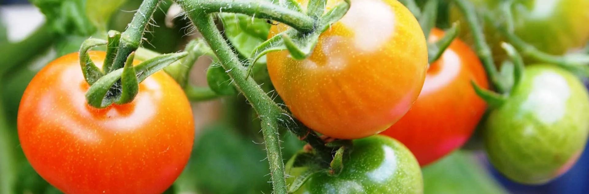 Tomatoes A-Z - Anaheim