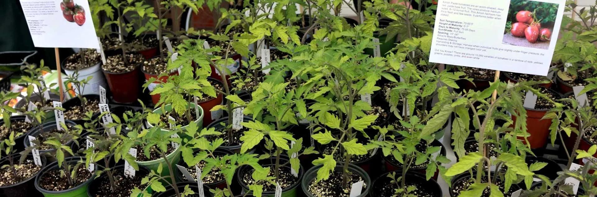 Green seedlings in brown soil