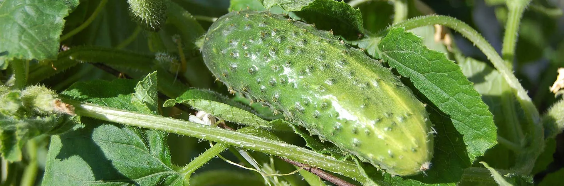 Grow It Now Warm Season Vegetables - Huntington Beach