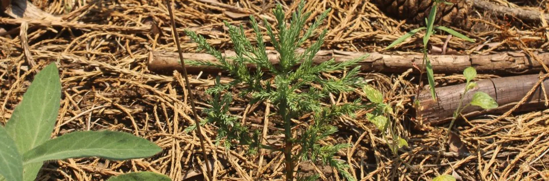 Small incense cedar seedling with a red flag marker to the left.