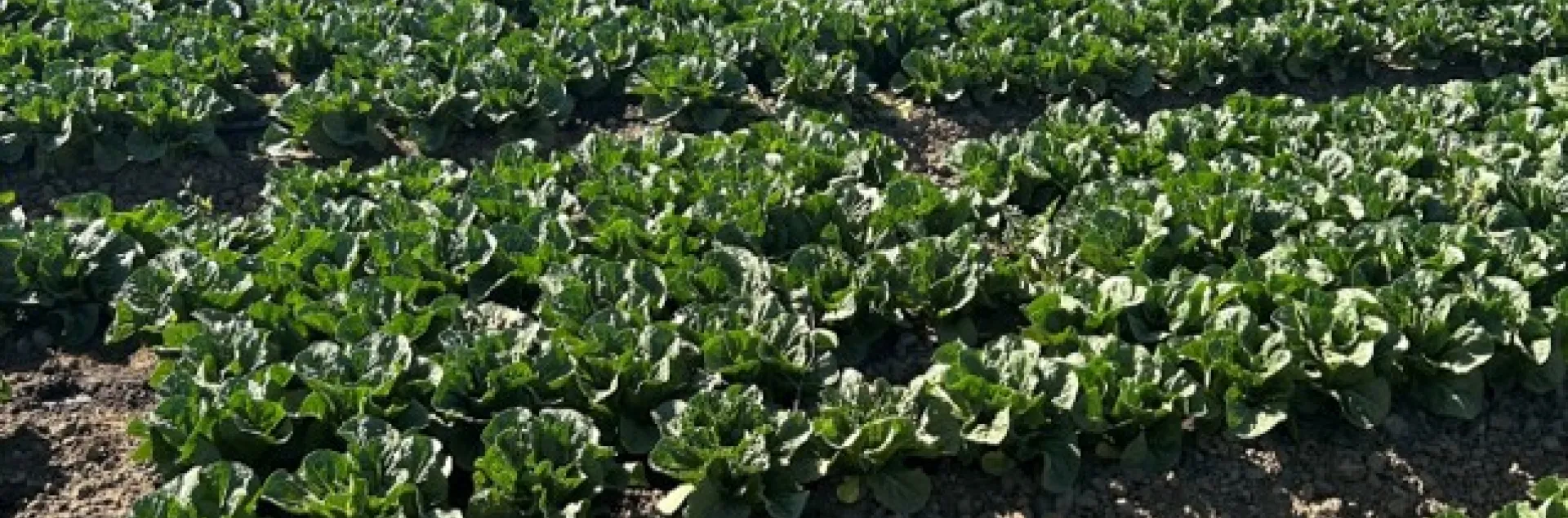 Photo of a field of romaine lettuce in the Salinas Valley. 