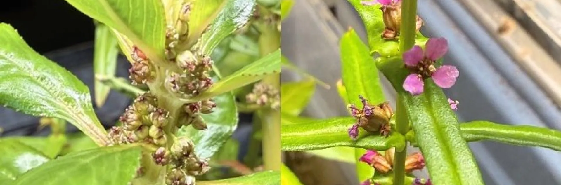 whitewater fire flowers versus redstem flowers