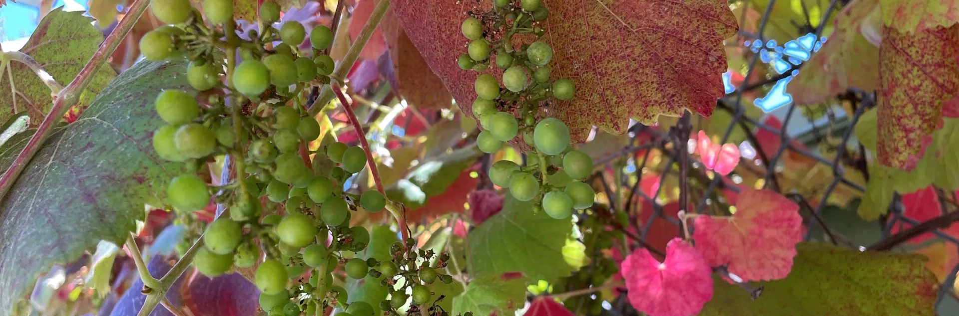 Native grape, Vitis californica, growing on a vine
