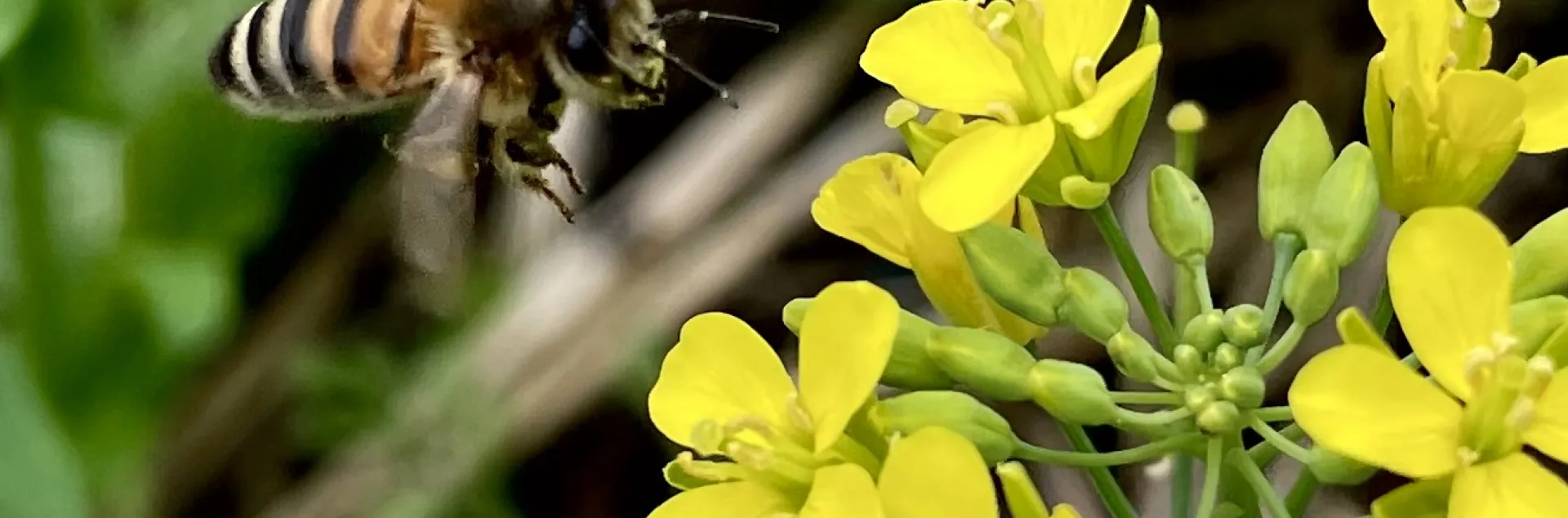 Bee on flower at Mission Farm