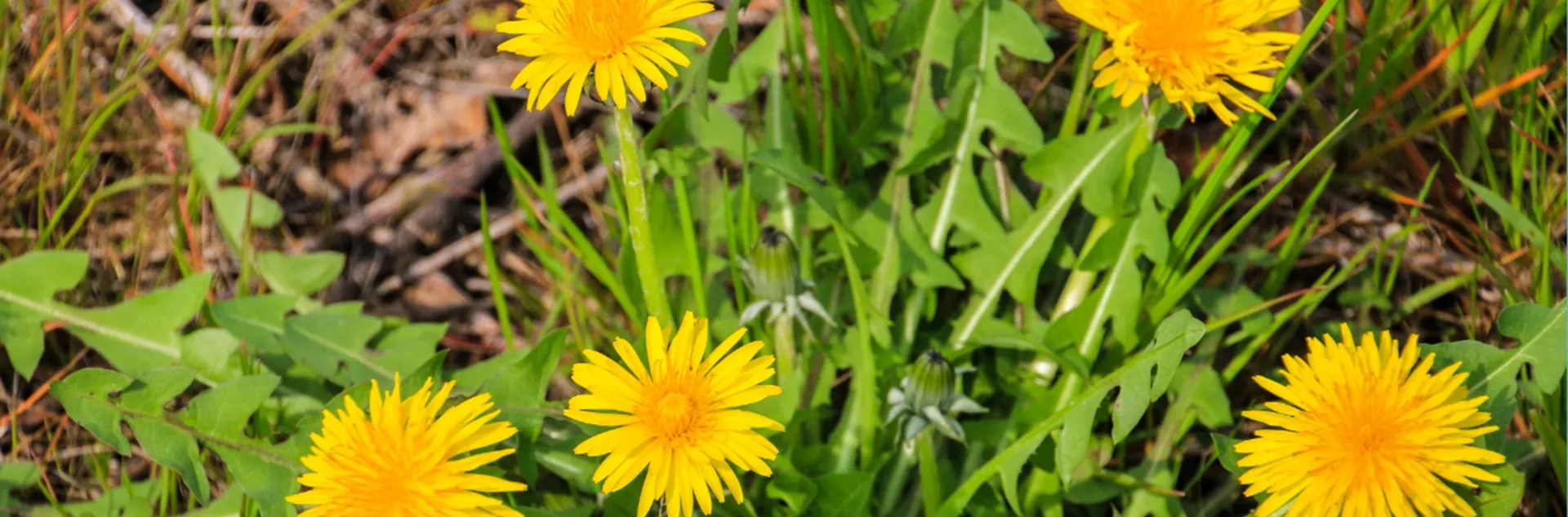 Eco-friendly weed management for home gardeners