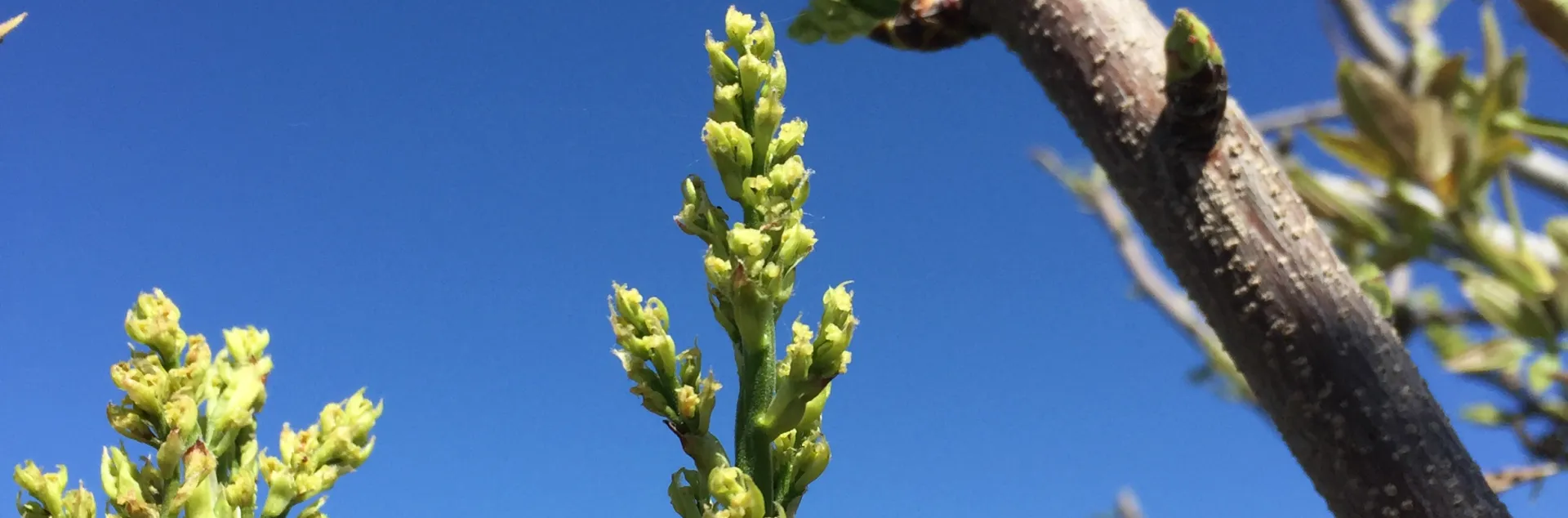 Female pistachio inflorescences
