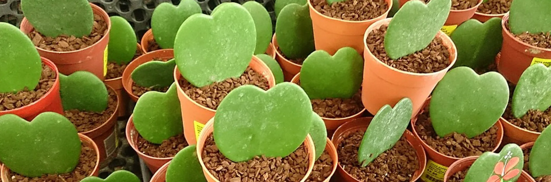 many pots of Hoya kerrii that resemble hearts