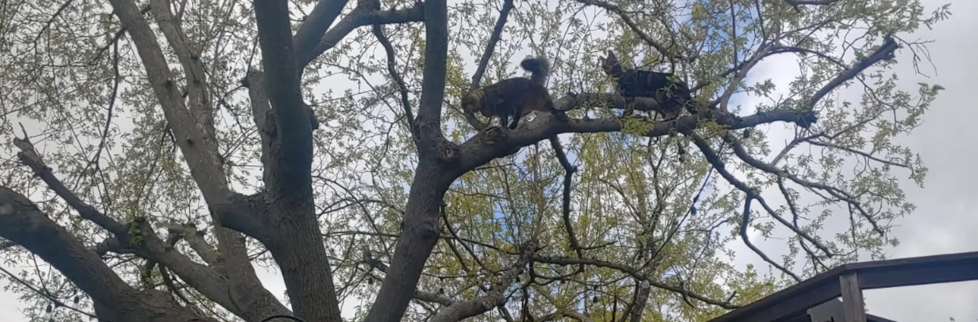 two cats up in the tree limbs