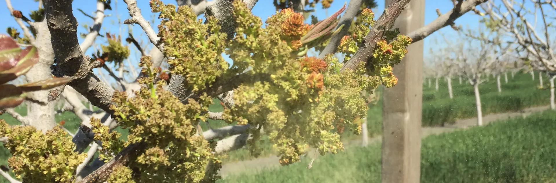 Pollen shed from male pistachio