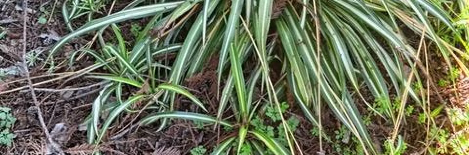 Spider plant in a garden