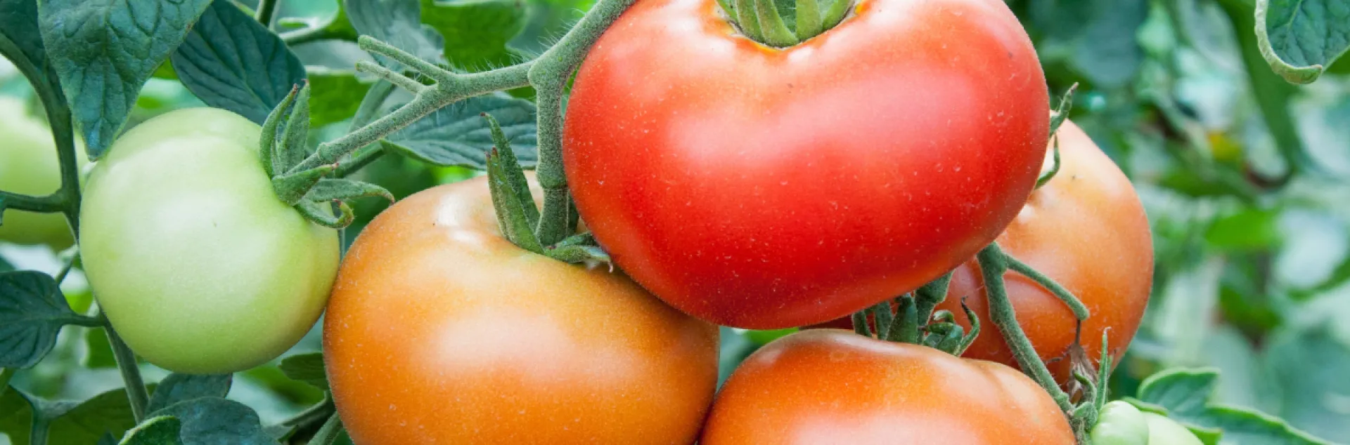 cluse up of a bunch of tomatoes on plant