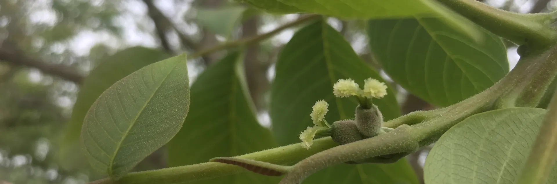 walnut flower