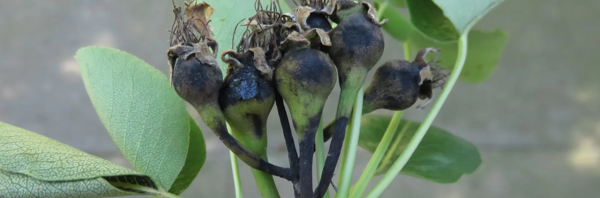 Fire blight inhibits fruit development on pear. J. Alosi