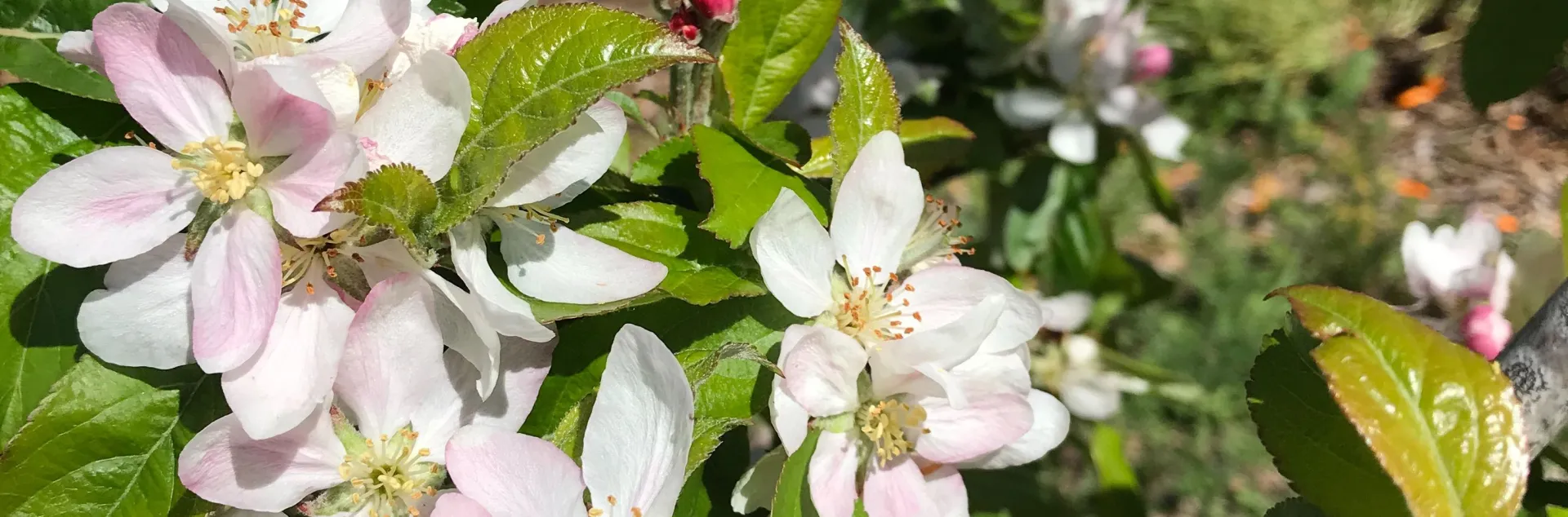 Apple blossoms