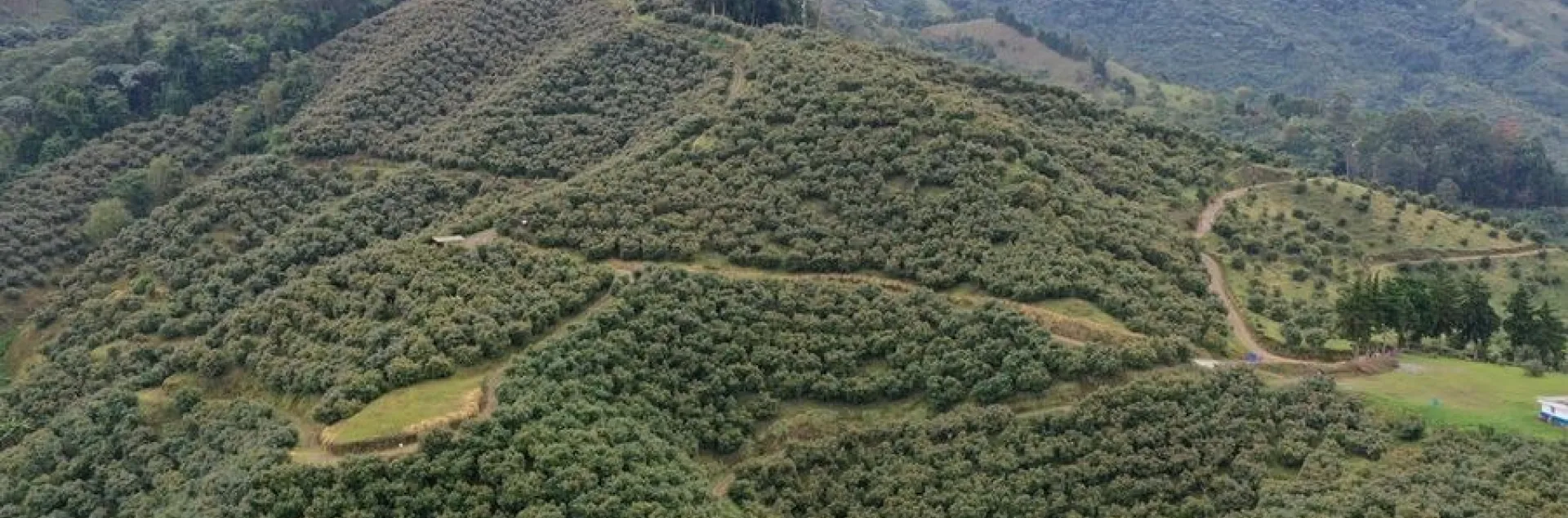 avo plantings
