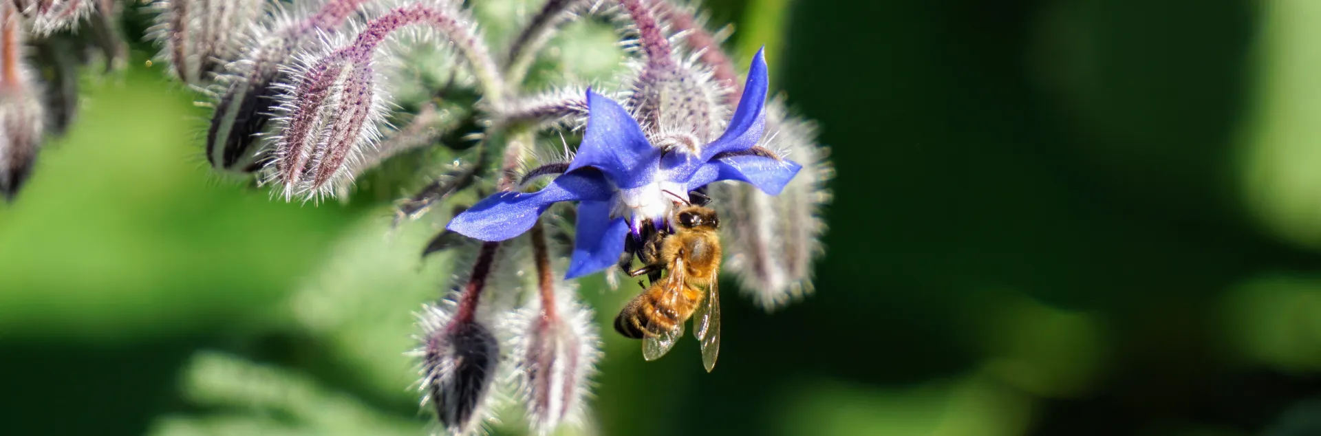 Borage with bee