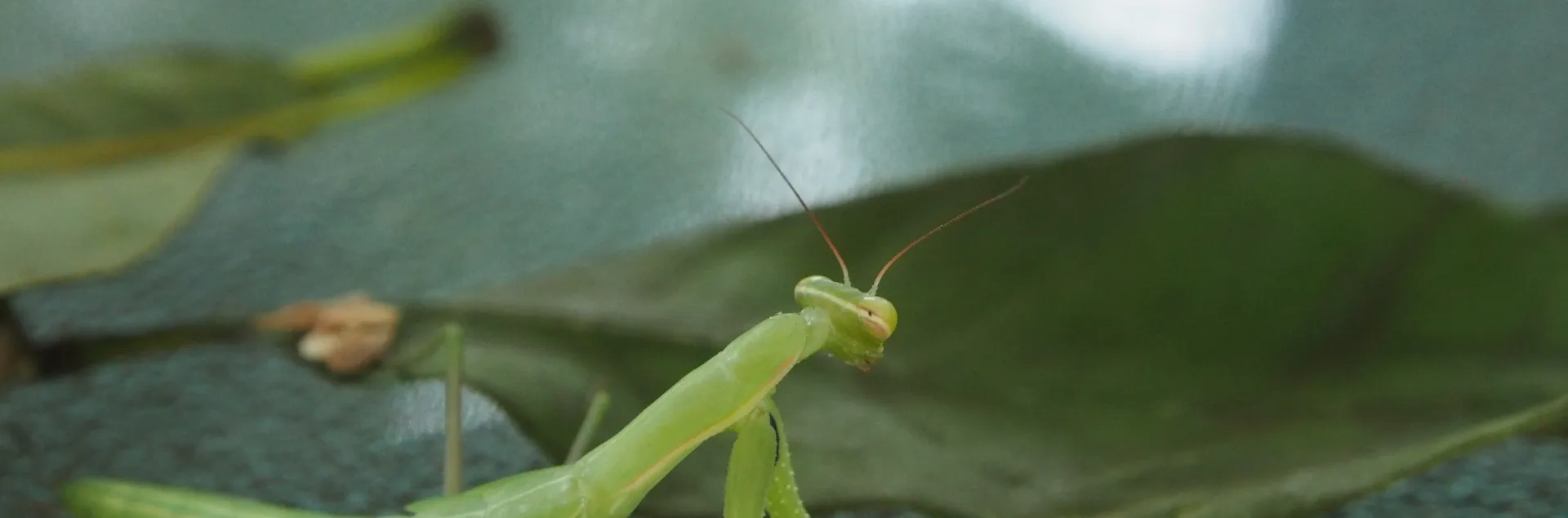 Praying mantis on leaf