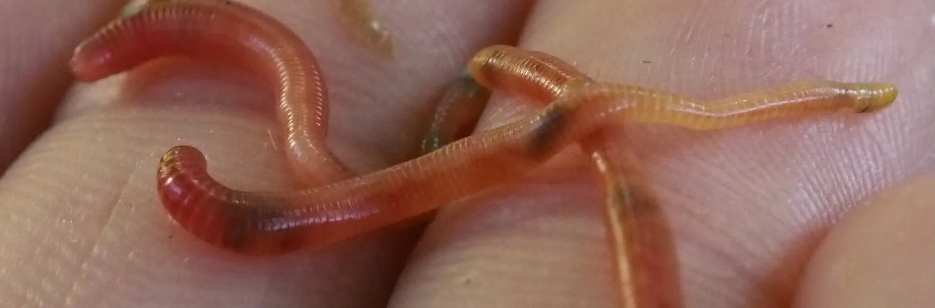 Red wigglers
