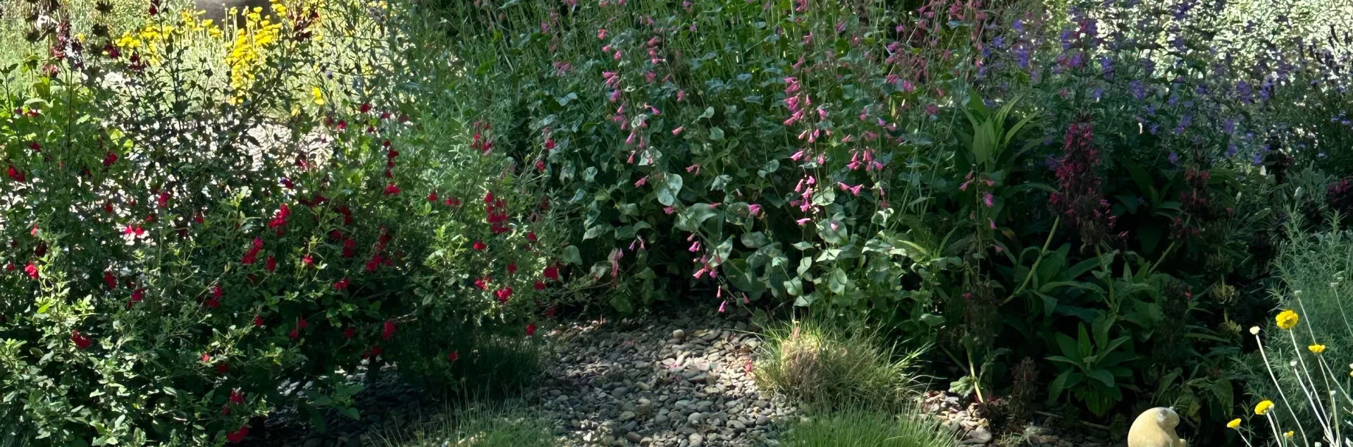 California Natives in the garden 
