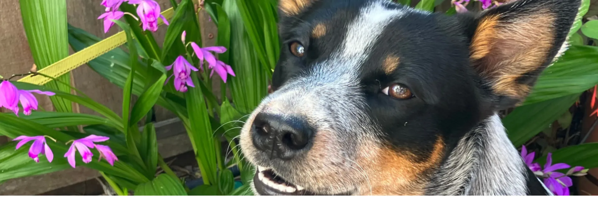 cattle dog puppy by a garden