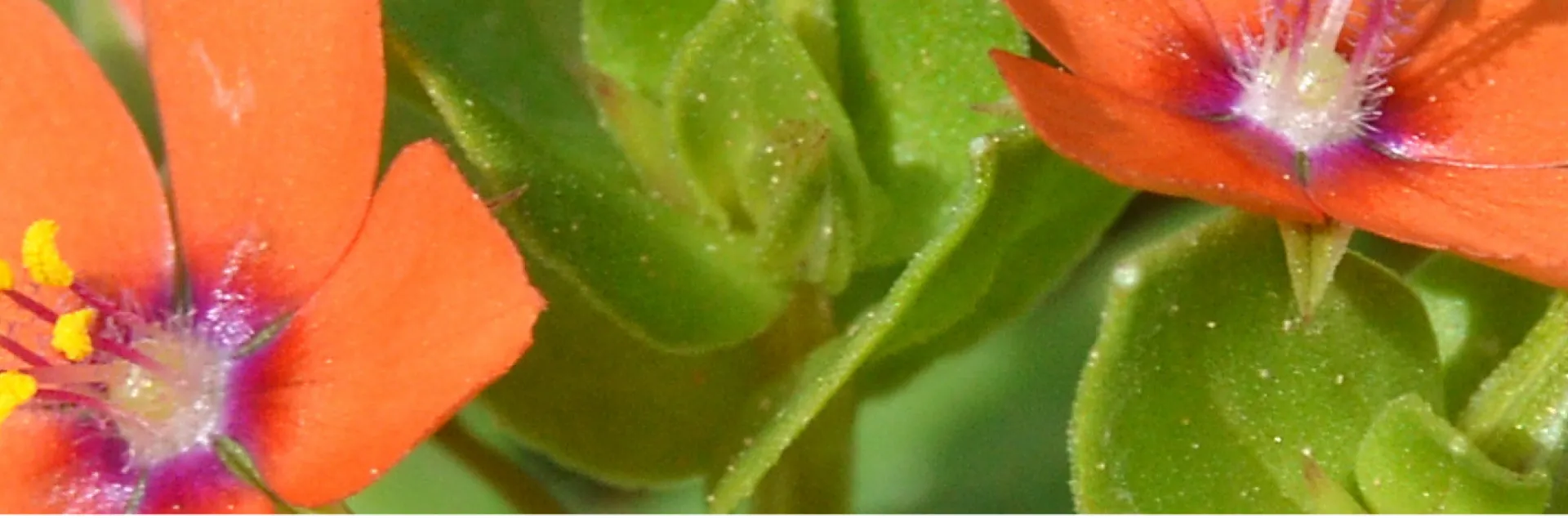 scarlet pimpernel weed