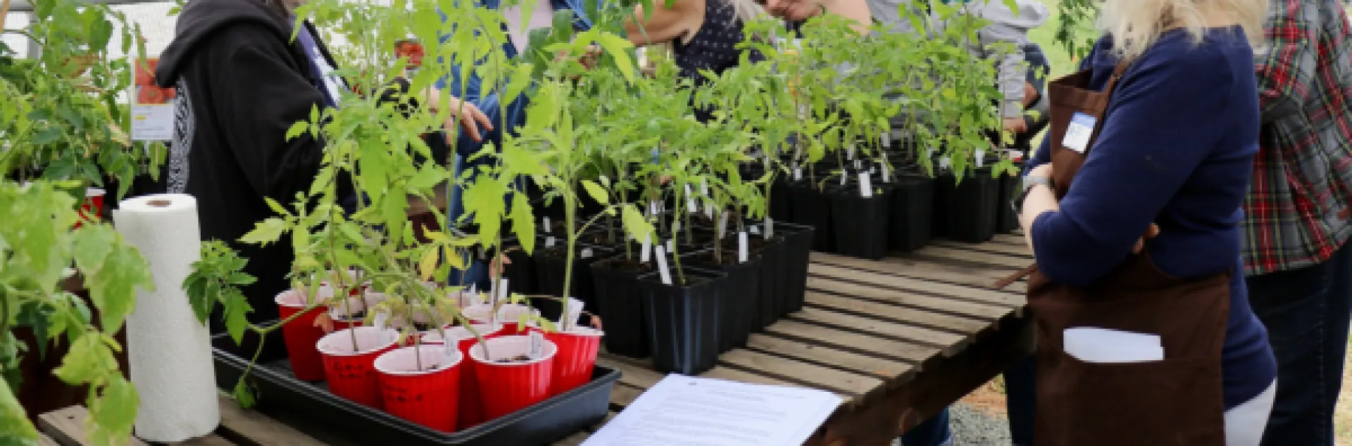 people at a plant sale