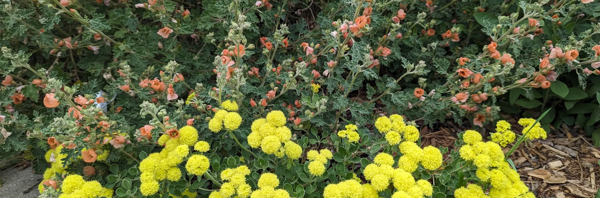 Desert Globemallow and Sulphur Flower