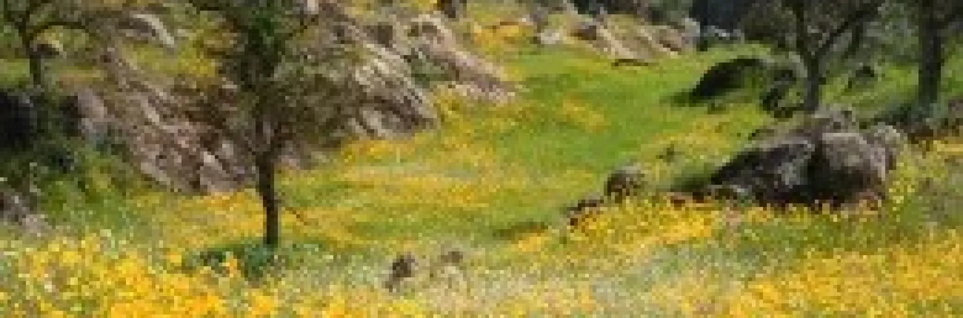 Fields of CA Poppies Knights Ferry