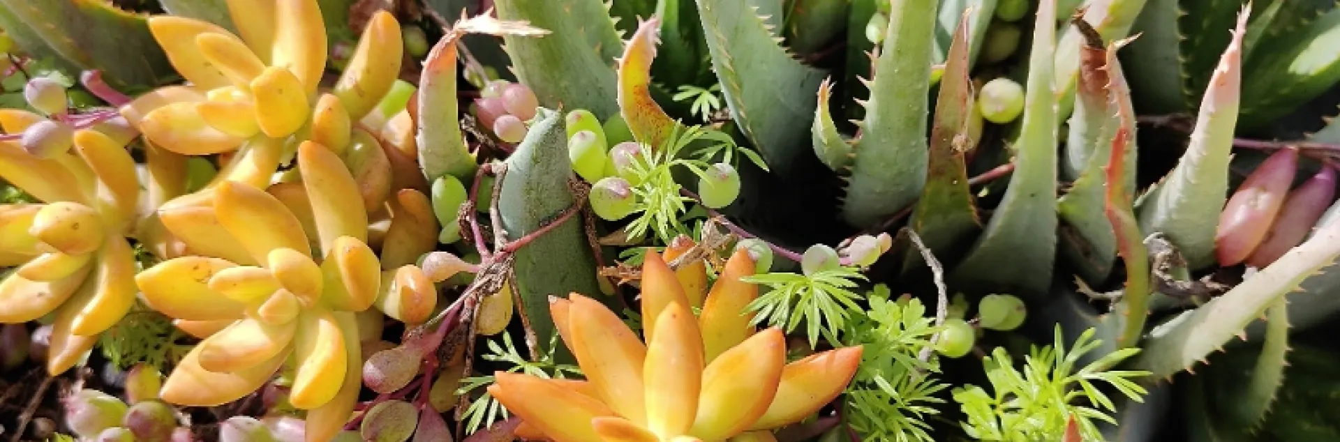 Variety of succulents in yellows and greens planted in the ground. 