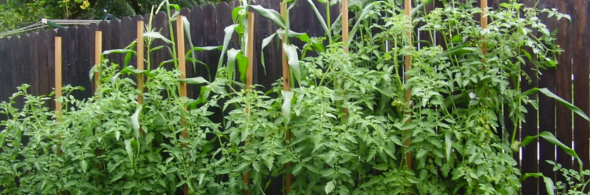 Corn plants held up by wooden posts, planted in front of a wooden fence.