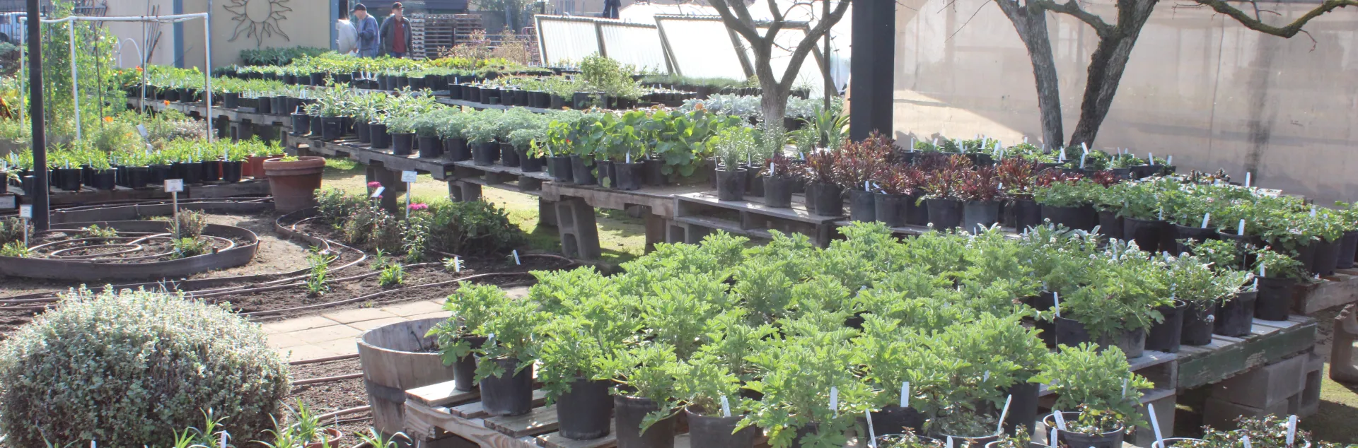 plant sale picture