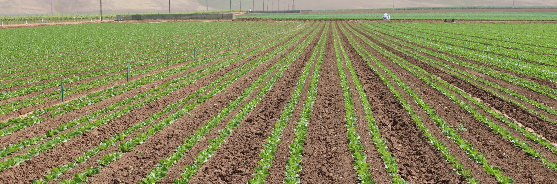 lettuce field