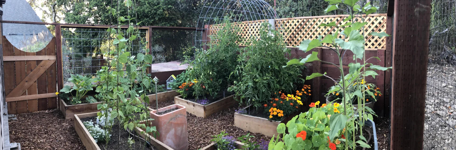 A vegetable and flower garden with raised beds