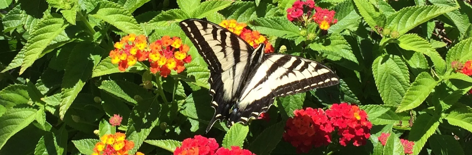 Lantana with Swallowtail, Joan Cloutier
