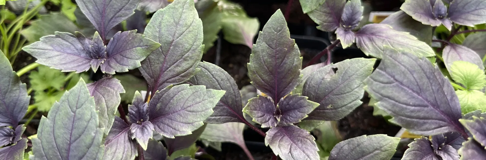 Large leaf basil, Joan Cloutier