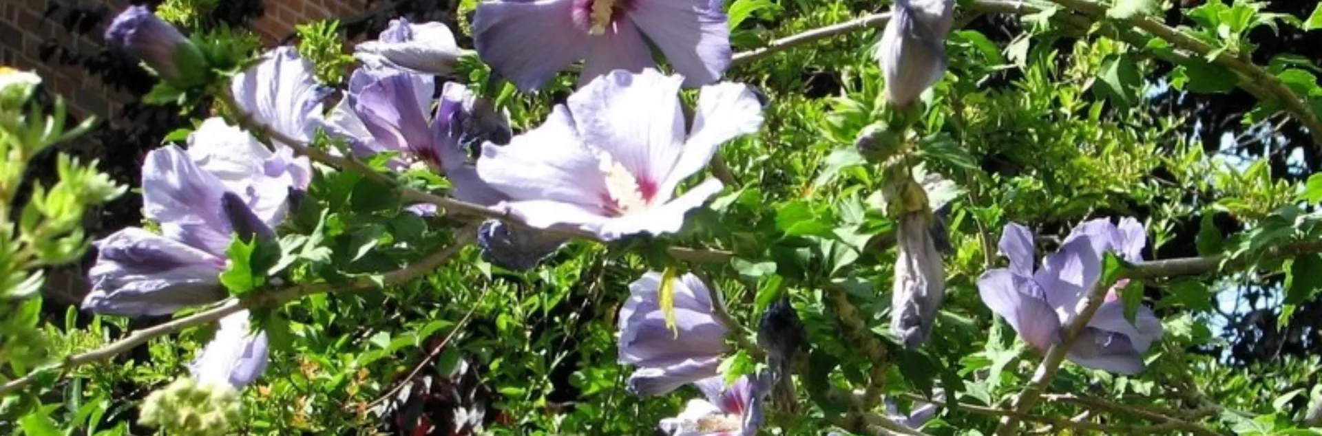 Lavender hibiscus flower