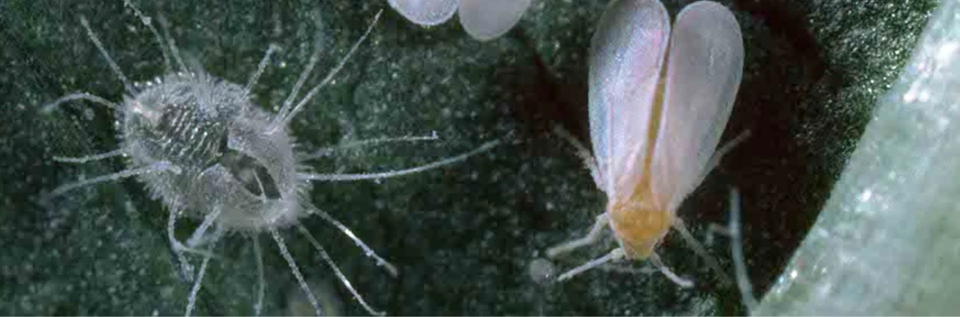 Whiteflies on green background