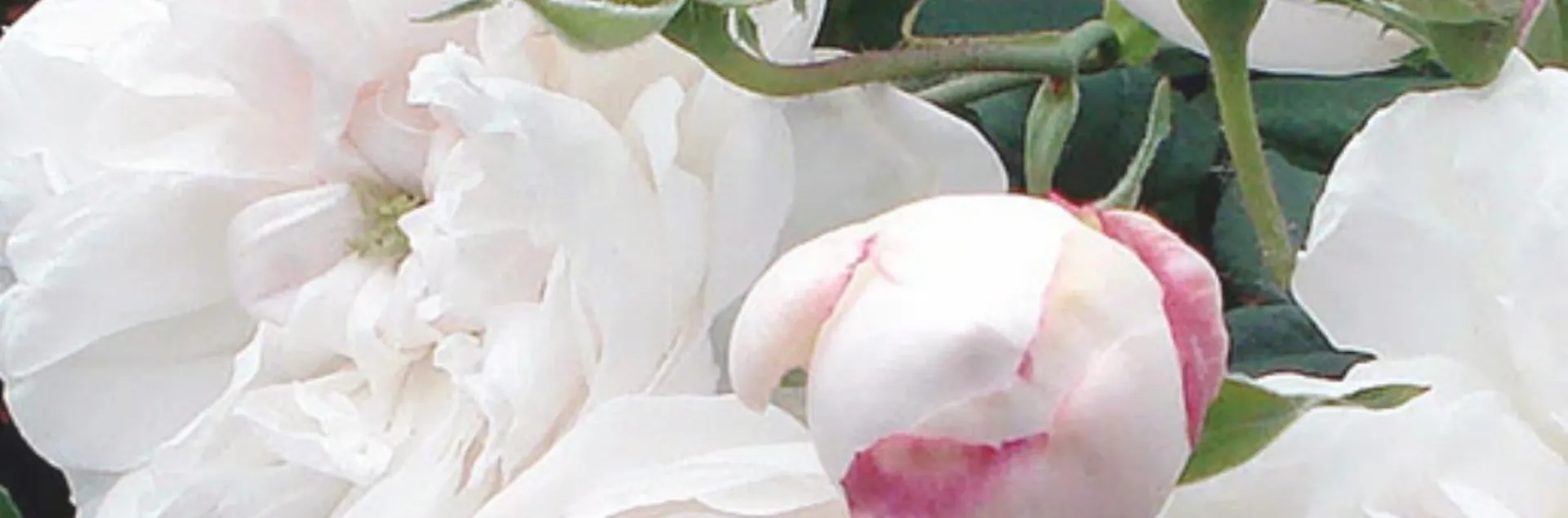 White heirloom roses