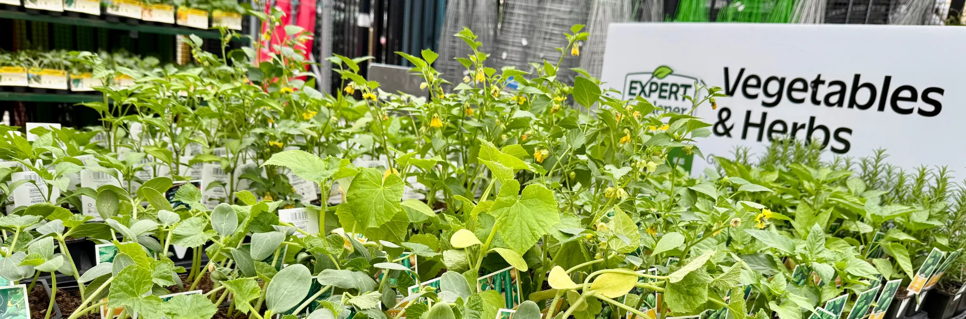 Vegetable and herb transplants at a retailer