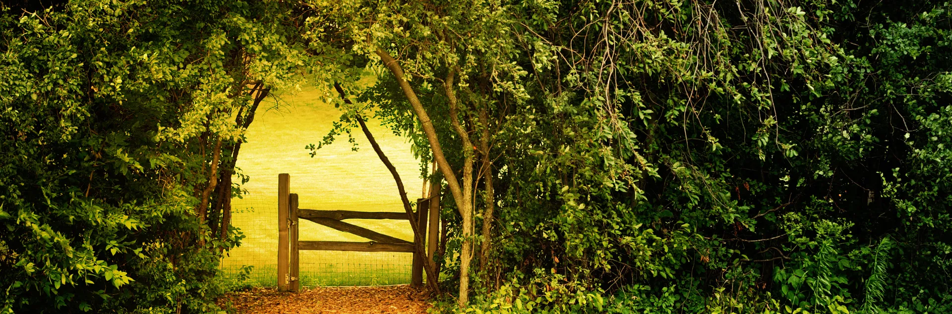 Green hedge with a garden gate in the middle