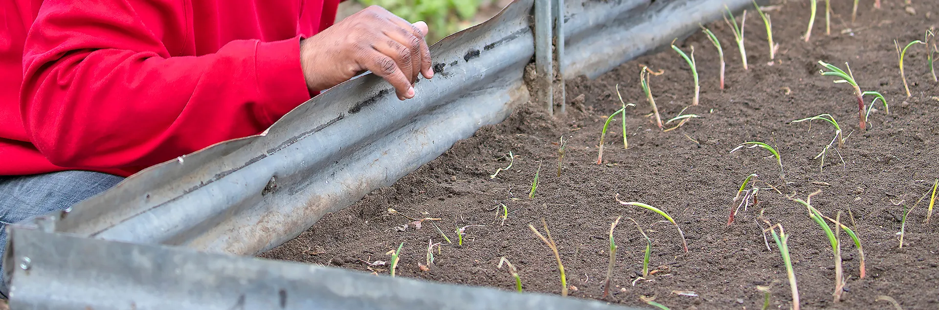 raised bed filled with onion seedlings and a person holding the side of the bed wearing a read sweater.