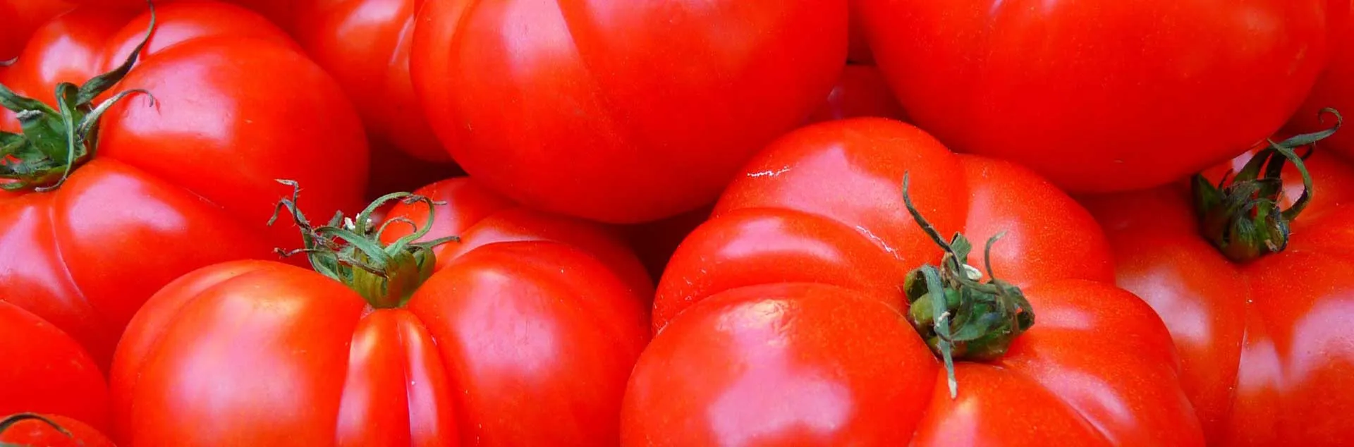 red tomatoes