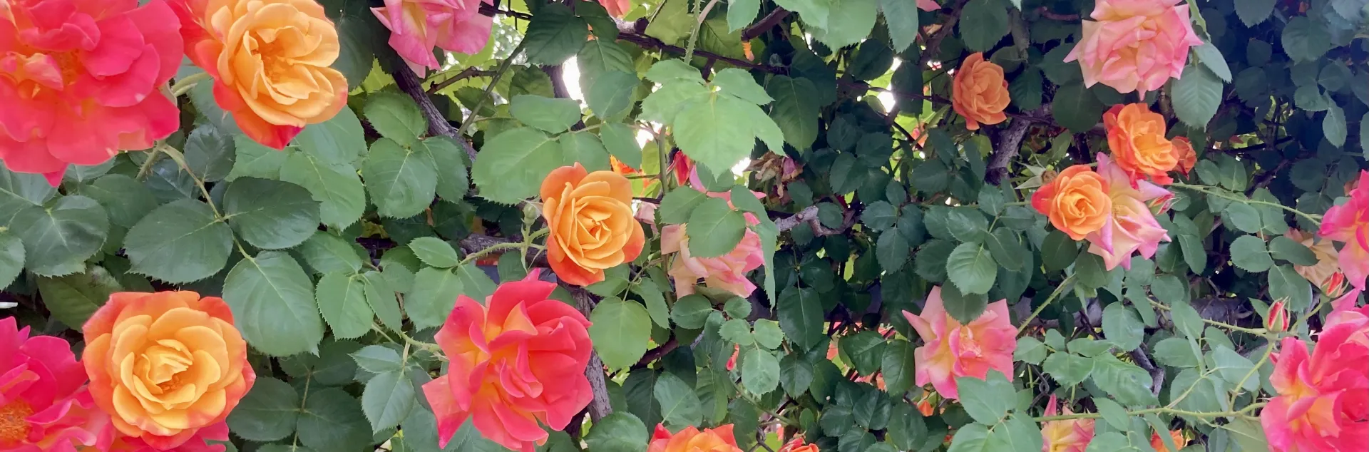 Pink to orange roses