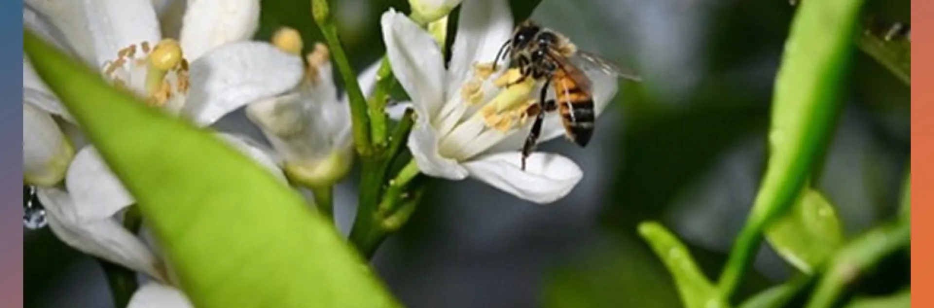 A bee foraging on citrus bloom
