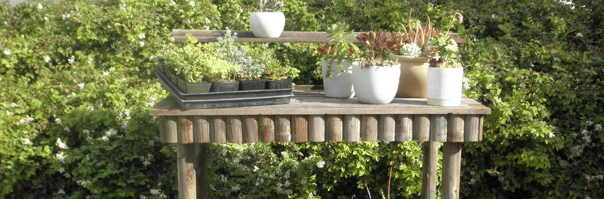 plants and potting bench for sale